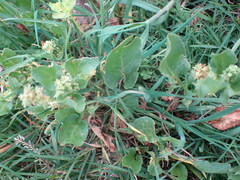 Rumex hypogaeus