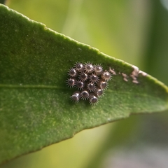 Asopinae