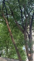 Zelkova serrata