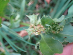 Rumex hypogaeus