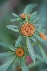 Bidens radiata