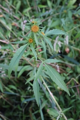 Bidens radiata