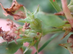 Rumex hypogaeus