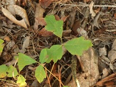 Toxicodendron pubescens