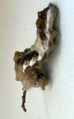 Limenitis arthemis astyanax