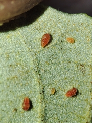 Phylloxera quercus