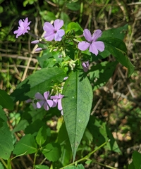 Phlox paniculata