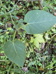 Gonolobus suberosus