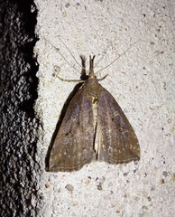 Hypena rostralis