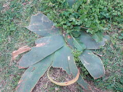 Brunsvigia orientalis