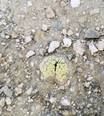 Acarospora schleicheri