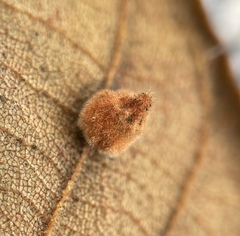 Caryomyia persicoides