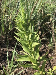 Solidago altissima
