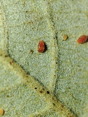 Phylloxera quercus
