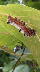 Acronicta hastulifera