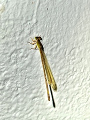 Ceriagrion