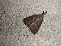Hypena rostralis