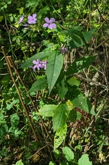 Phlox paniculata
