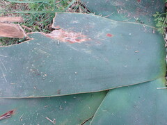 Brunsvigia orientalis