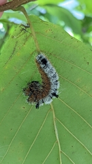 Acronicta hastulifera