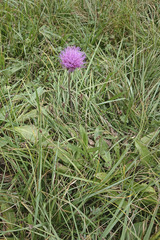 Cirsium canum