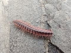 Pseudopolydesmus