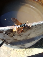Polistes billardieri