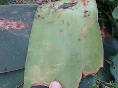 Brunsvigia orientalis