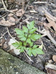 Bidens bipinnata