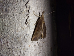 Hypena rostralis