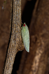 Gyponini
