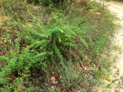 Lespedeza stuevei