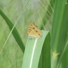 Junonia almana