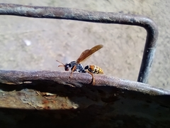 Polistes billardieri