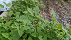 Malvastrum coromandelianum