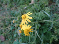 Senecio inaequidens