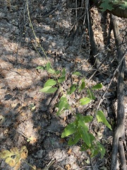 Chlorocrambe hastata