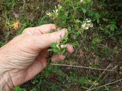 Lespedeza stuevei