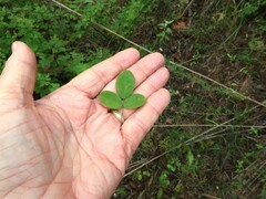 Lespedeza stuevei