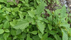 Malvastrum coromandelianum