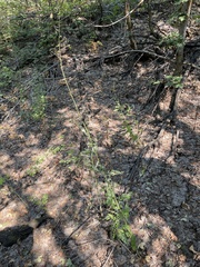 Chlorocrambe hastata