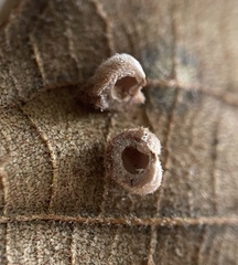 Caryomyia persicoides