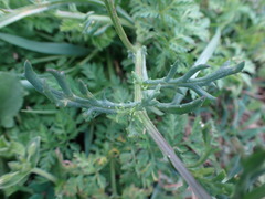Senecio inaequidens