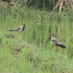Vanellus indicus
