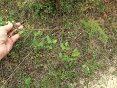 Lespedeza stuevei