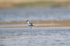 Recurvirostra avosetta