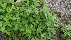 Malvastrum coromandelianum