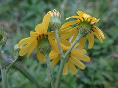 Senecio inaequidens