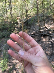 Chlorocrambe hastata