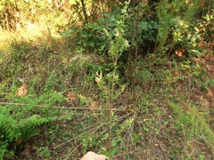 Lespedeza stuevei